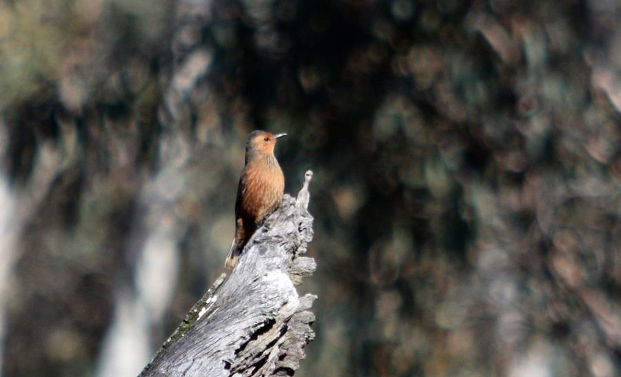 Tree creeper Aug 2023 00001.JPG